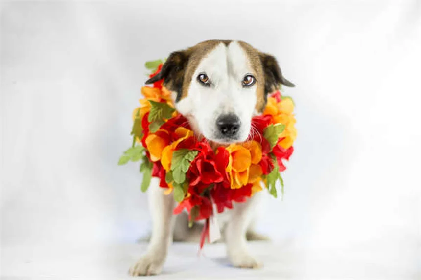 Perché i farmaci veterinari costano così tanto? Scopri la verità!