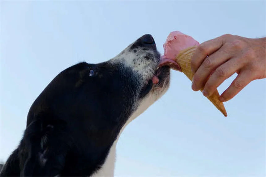 Migliori snack per addestrare il tuo cane: guida pratica