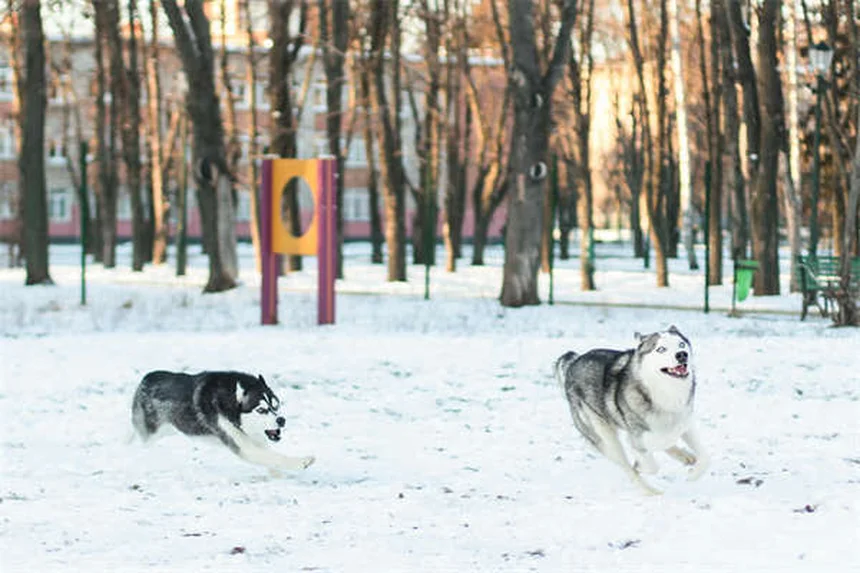 Perché i cani ti guardano quando fanno la cacca? Scopri il motivo!