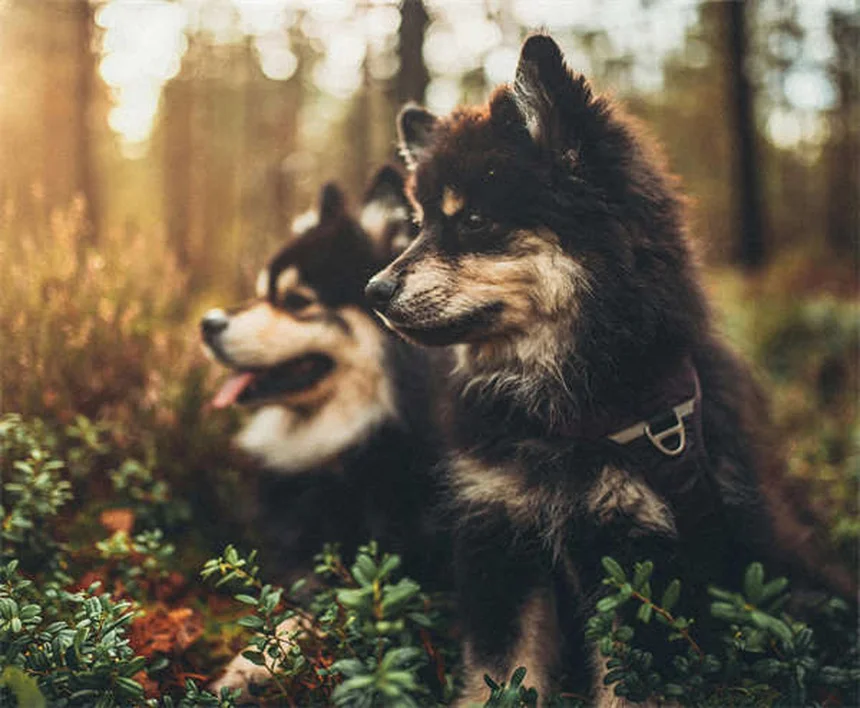 Malattia renale cronica nei cani: sintomi, diagnosi e cure efficaci