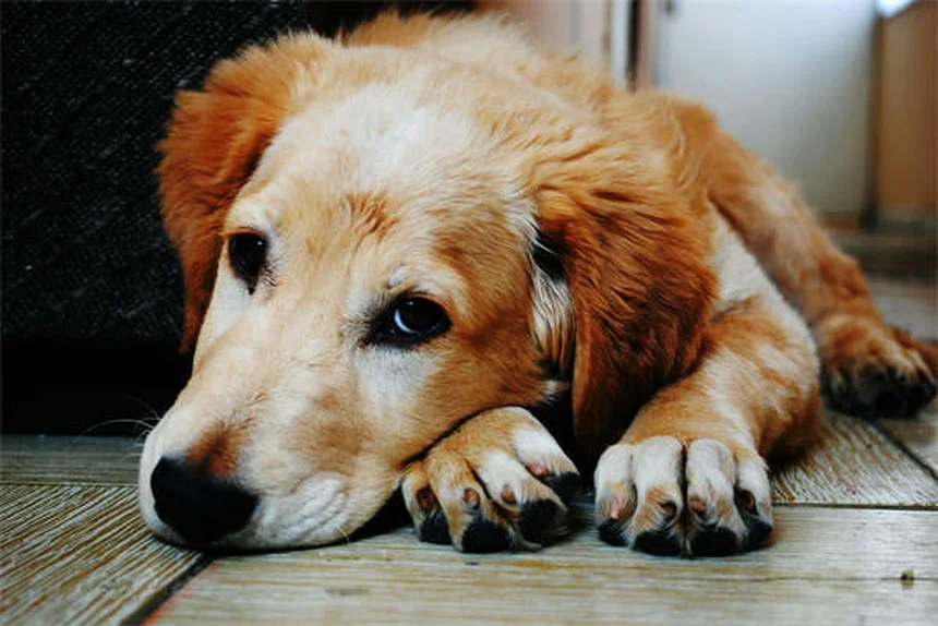 Segni di stress nel gatto: 8 sintomi da non ignorare