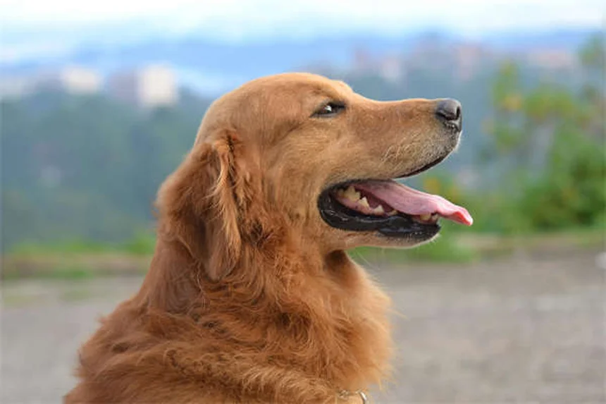 Quando un cane diventa anziano? Scopri i segnali e come prendertene cura