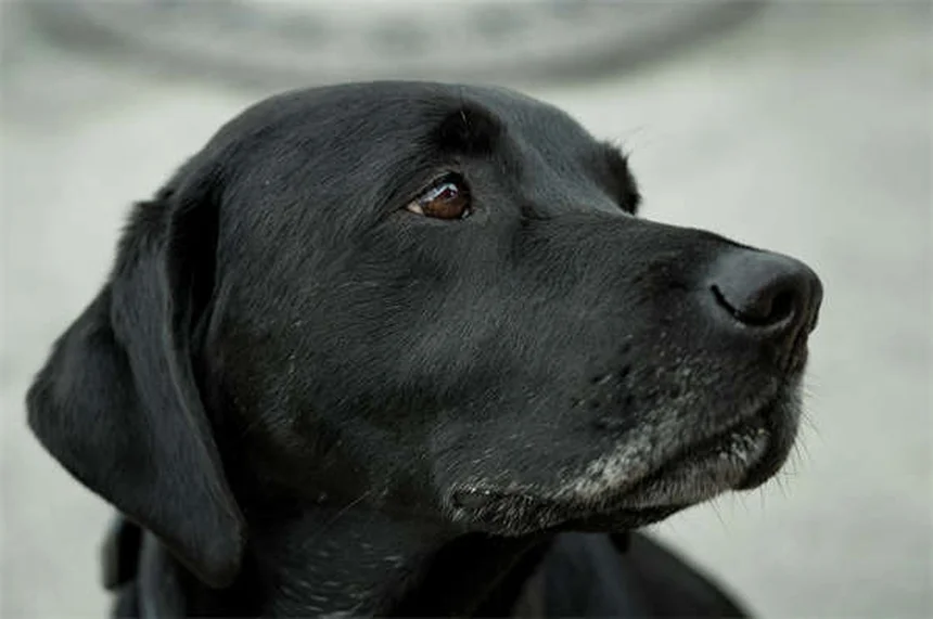 Quando un cane diventa anziano? Scopri i segnali e come prendertene cura