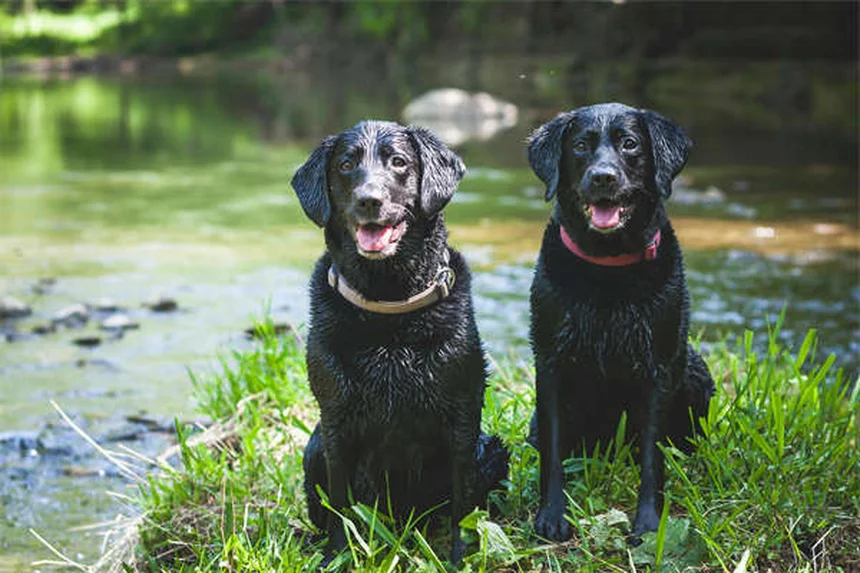 Terramicina per cani e gatti: guida completa all'uso corretto