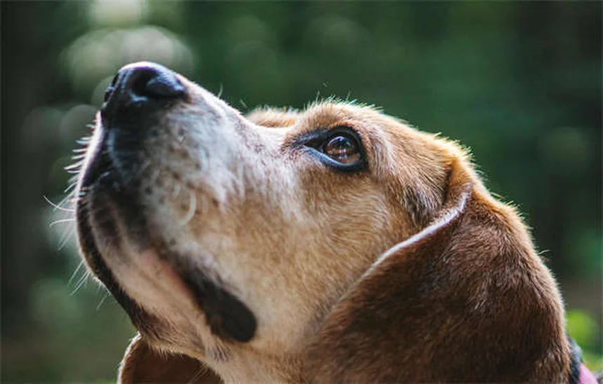 Perché i cani si stirano quando ti salutano? Scopri il significato!
