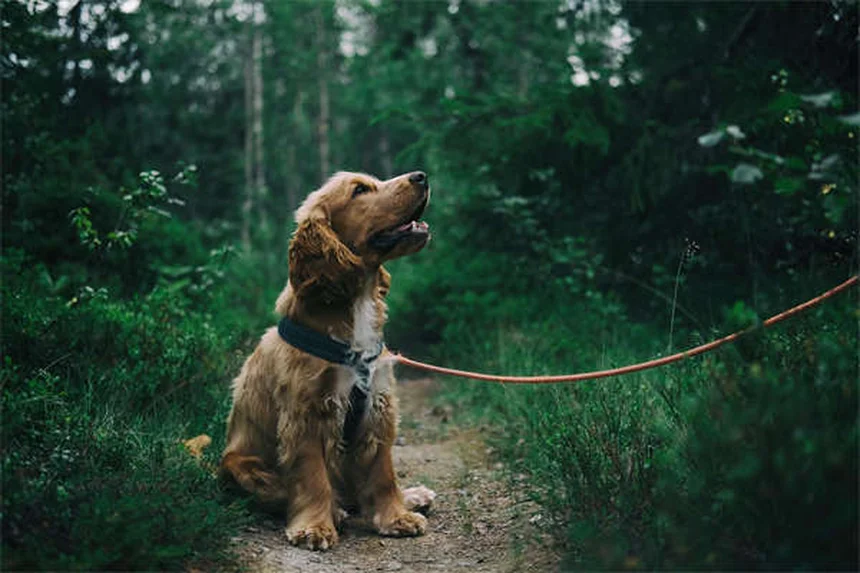 5 Prodotti per la Pulizia Pericolosi per il Tuo Cane: Scopri le Alternative Sicure