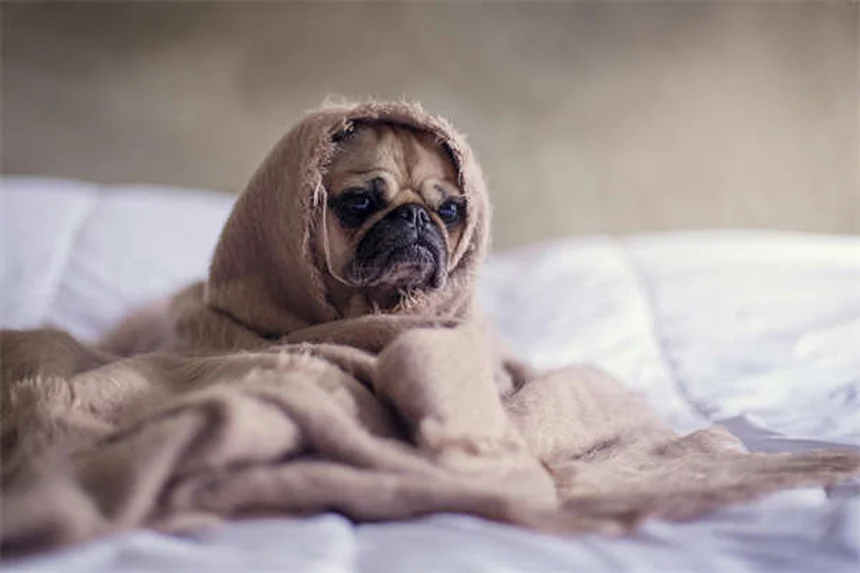 5 Prodotti per la Pulizia Pericolosi per il Tuo Cane: Scopri le Alternative Sicure