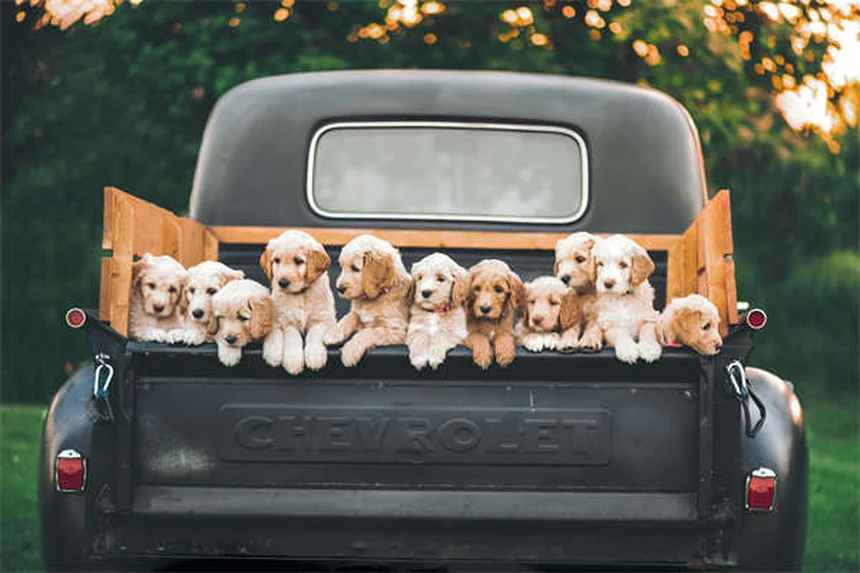 Come Diventare Pet Sitter: Guida Completa per Iniziare