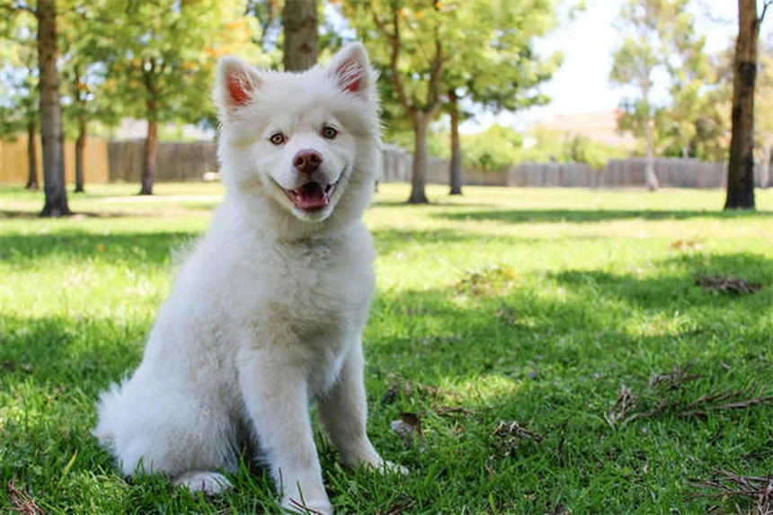 Giocattoli sicuri per cani: 5 cose che ogni padrone deve sapere