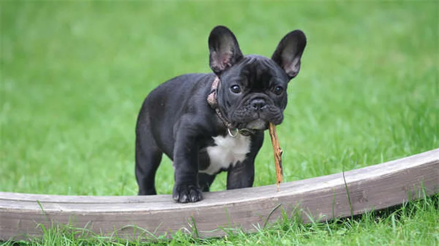 Come cambiare nome al tuo cane o gatto adottato: guida pratica