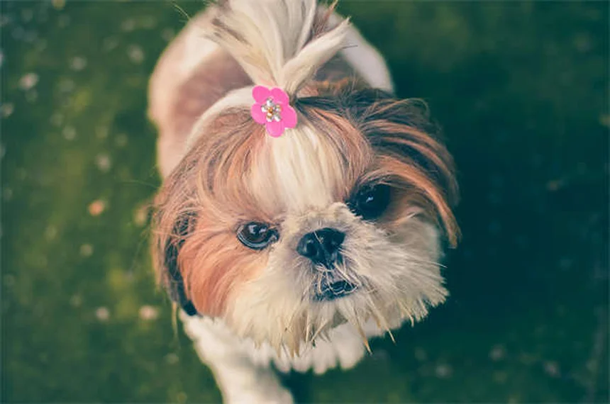 Come cambiare nome al tuo cane o gatto adottato: guida pratica
