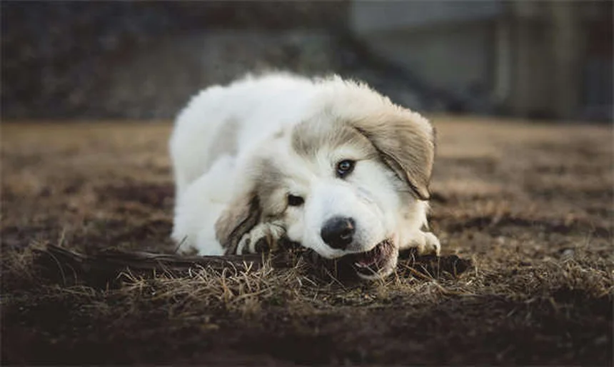 Diventare veterinario: 10 verità che nessuno ti dice