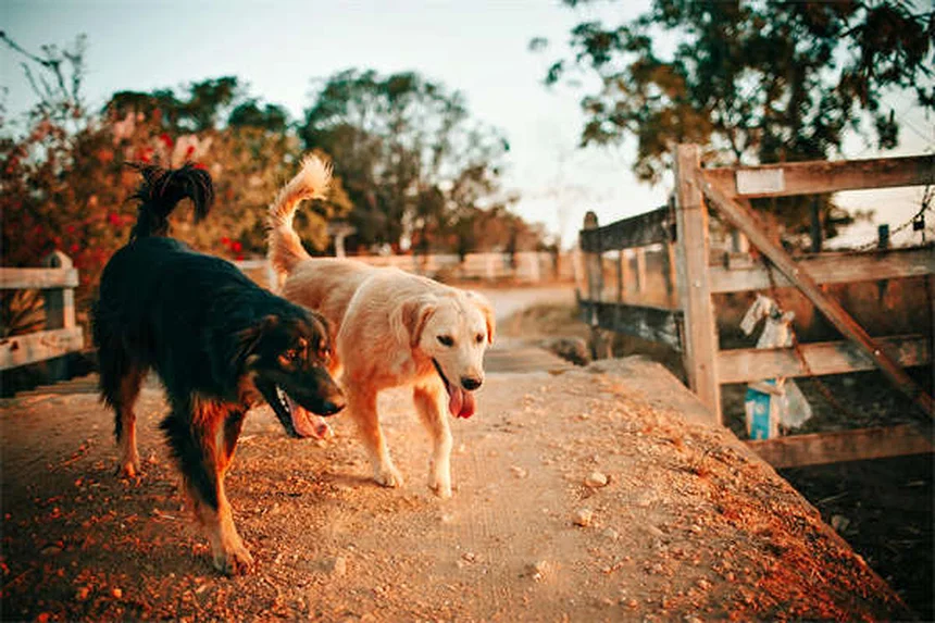 Purosangue Inglese: Tutto Su Razza, Storia e Caratteristiche