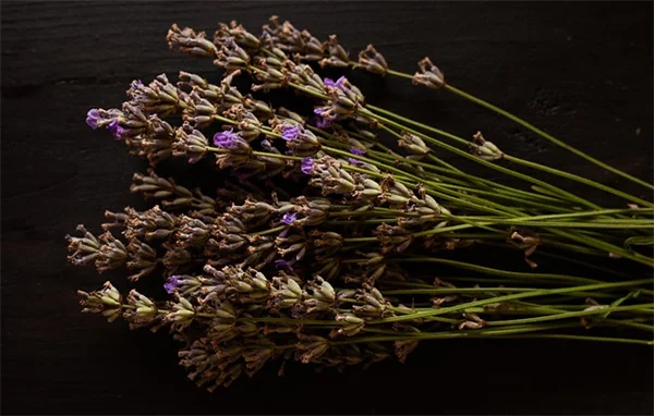 Punture di mosche sui cavalli: sintomi, cure e prevenzione efficace