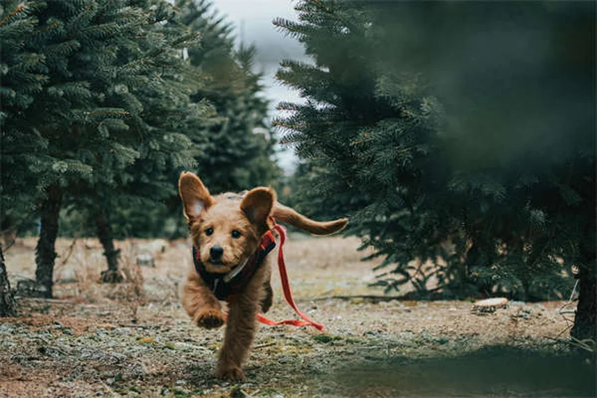 Gabapentin per cani: usi, dosaggio ed effetti collaterali da conoscere