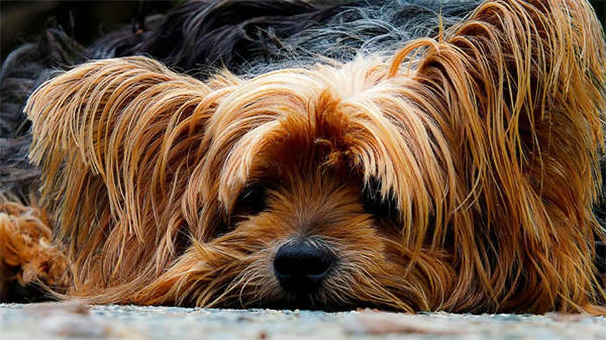 Ernia nei cavalli: sintomi, cure e prevenzione per il tuo puledro