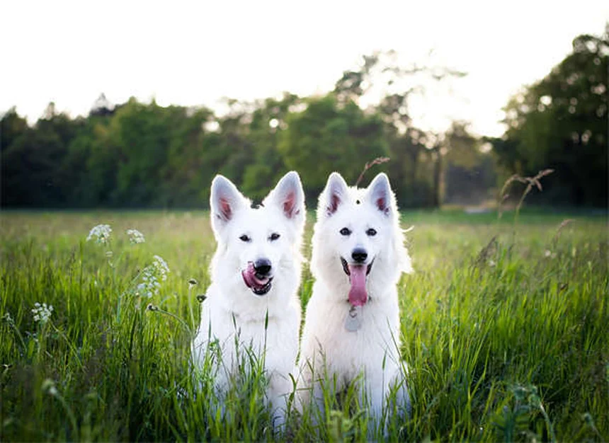 Lividi nei cani: cause, sintomi e quando preoccuparsi