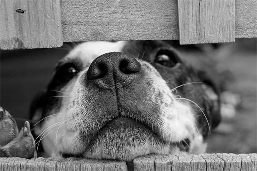 Lividi nei cani: cause, sintomi e quando preoccuparsi