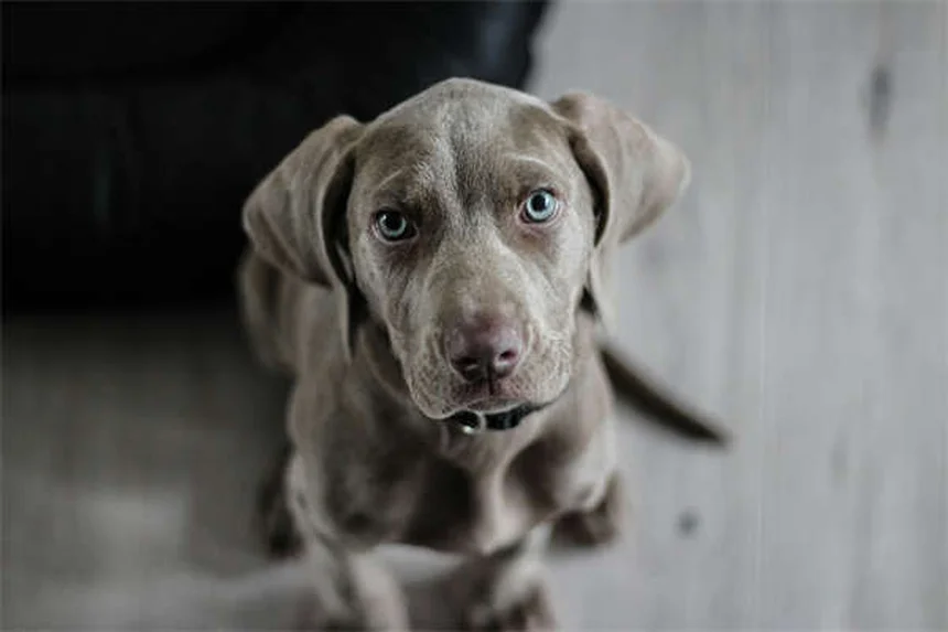Lividi nei cani: cause, sintomi e quando preoccuparsi