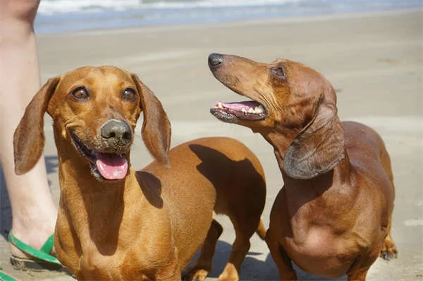 Starnuto inverso nei cani: cause e rimedi per calmare Fido