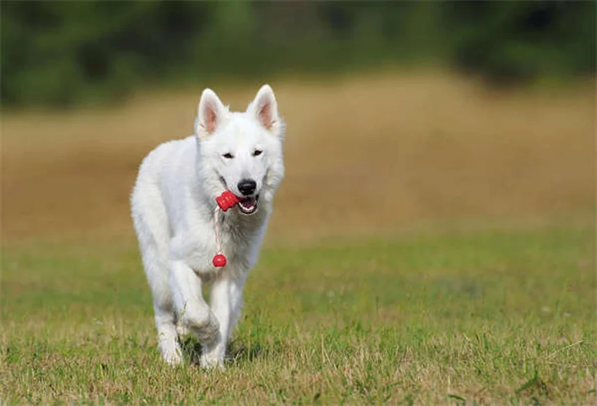 Starnuto inverso nei cani: cause e rimedi per calmare Fido