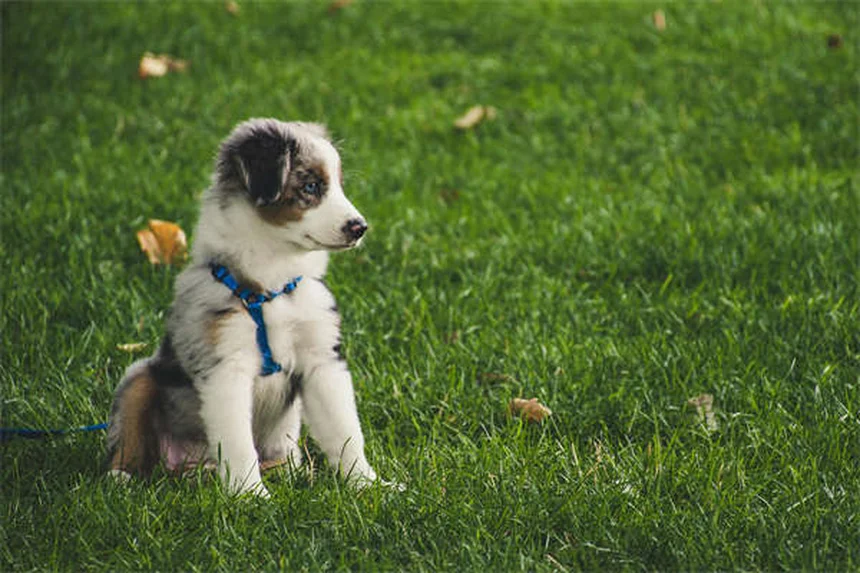 Diarrea nel cucciolo: cause, rimedi e quando preoccuparsi