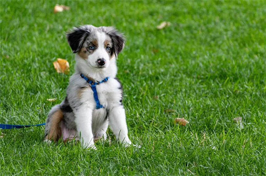 Come proteggere il cane dal caldo: 10 consigli essenziali per l'estate