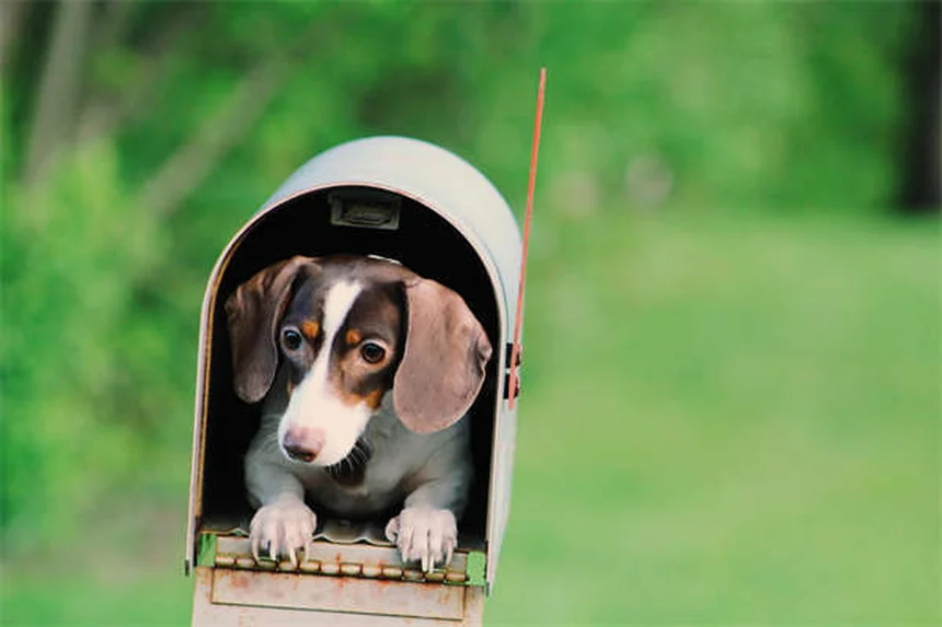Come proteggere il cane dal caldo: 10 consigli essenziali per l'estate