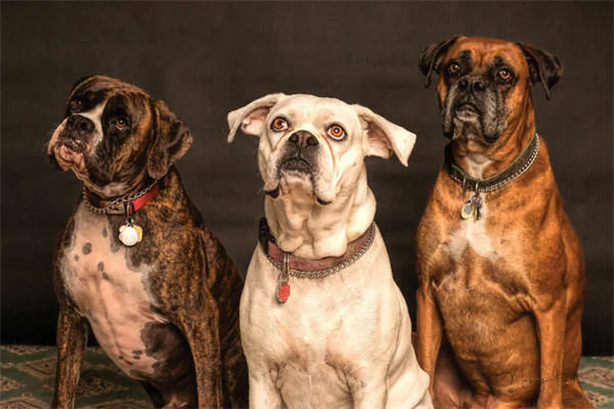 Come proteggere il cane dal caldo: 10 consigli essenziali per l'estate