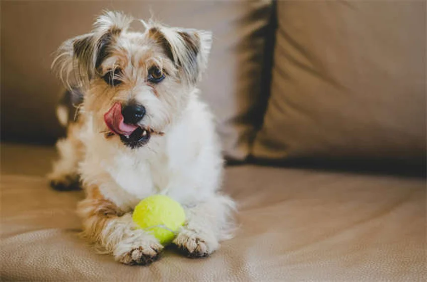 Imodium per cani: Guida completa all'uso sicuro dell'antidiarroico