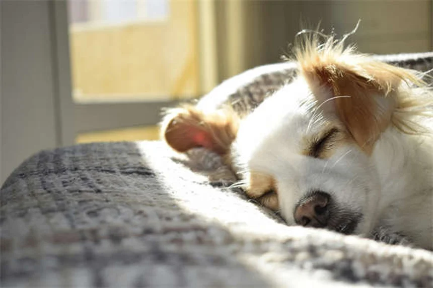 Imodium per cani: Guida completa all'uso sicuro dell'antidiarroico
