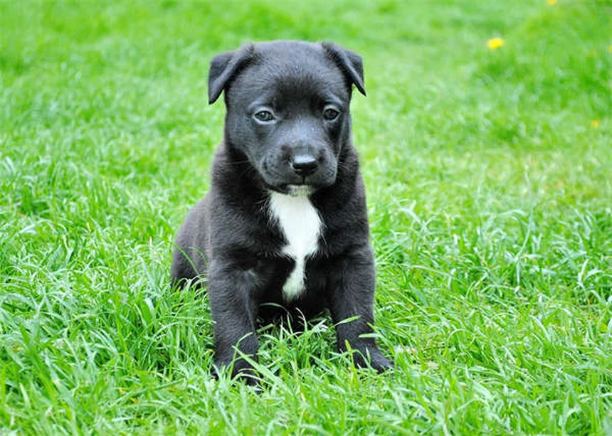 Imodium per cani: Guida completa all'uso sicuro dell'antidiarroico