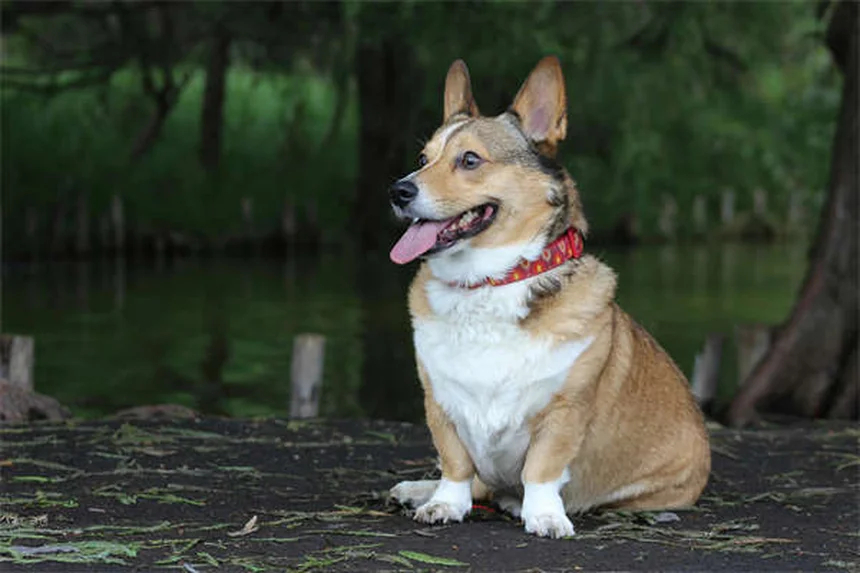 Come fanno i cani a ritrovare la strada di casa? Scopri il loro segreto!