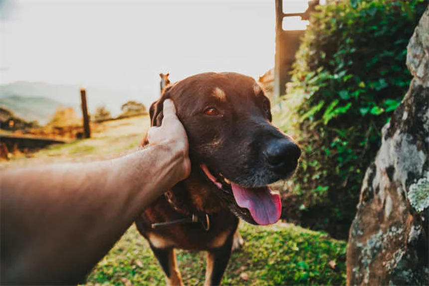 Come fanno i cani a ritrovare la strada di casa? Scopri il loro segreto!