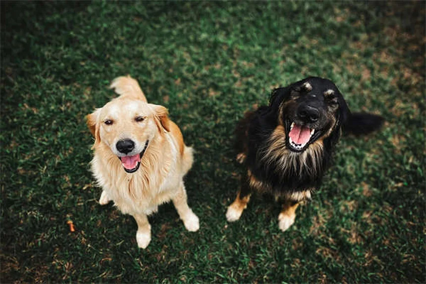 I cani hanno migliori amici? Scopri i segreti delle amicizie canine!
