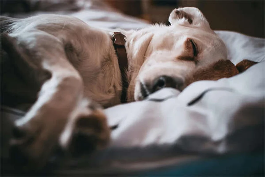 I cani hanno migliori amici? Scopri i segreti delle amicizie canine!