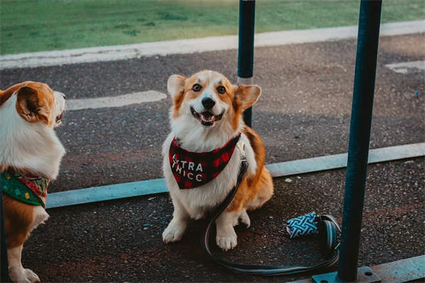 I cani hanno migliori amici? Scopri i segreti delle amicizie canine!